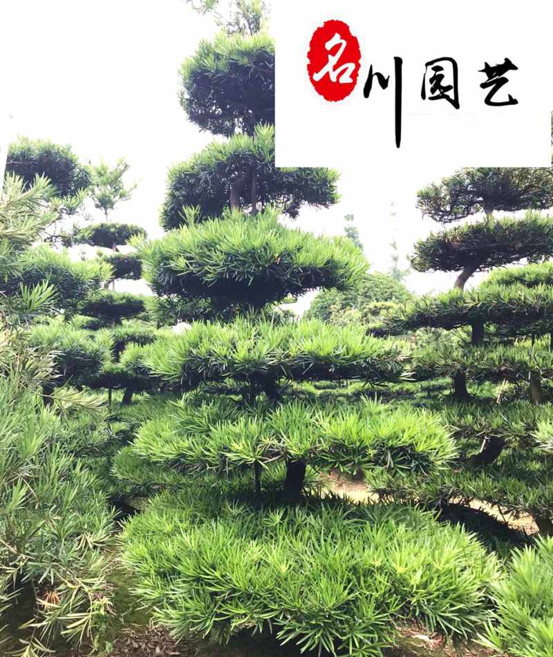 供应精品造型罗汉松川派罗汉松盆景出售成都造型苗木批发