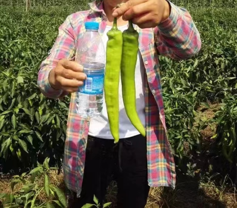 黄皮尖椒种子，光滑顺直，挂果集中且高产，保质保量