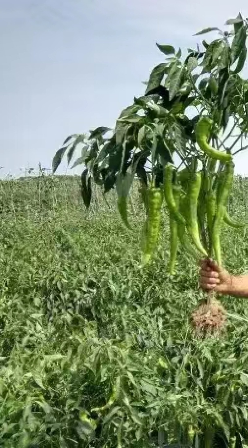 黄皮尖椒种子，光滑顺直，挂果集中且高产，保质保量
