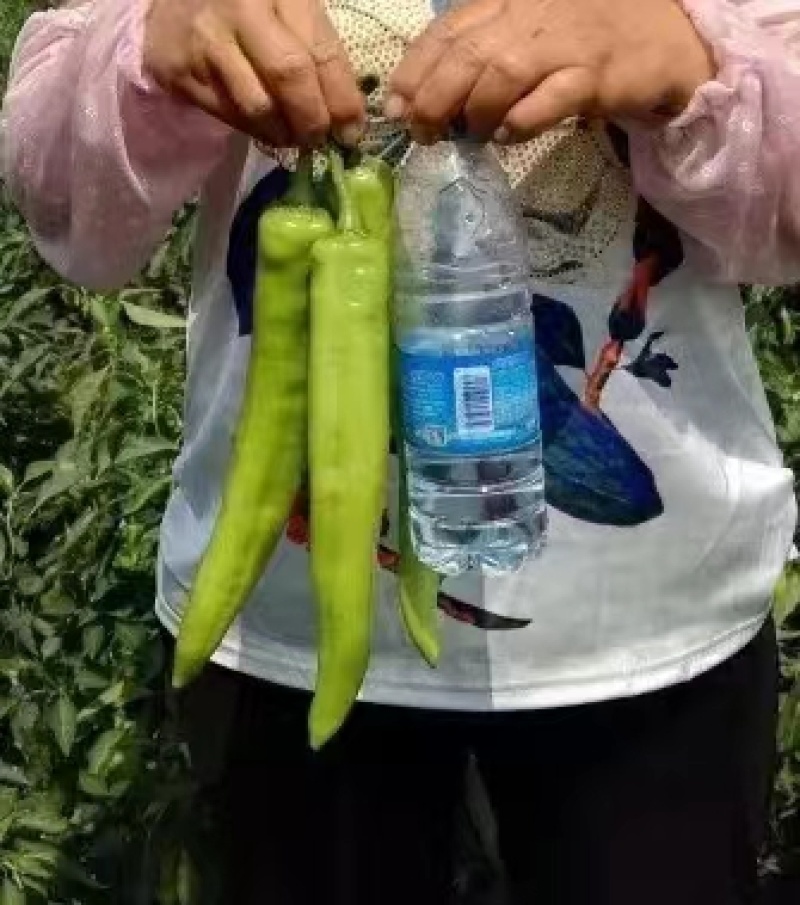 黄皮尖椒种子，光滑顺直，挂果集中且高产，保质保量