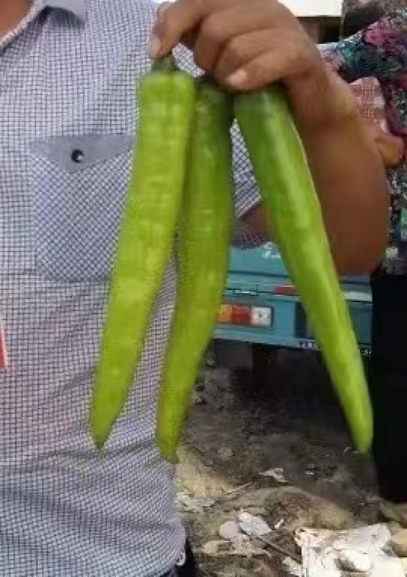 黄皮尖椒种子，光滑顺直，挂果集中且高产，保质保量