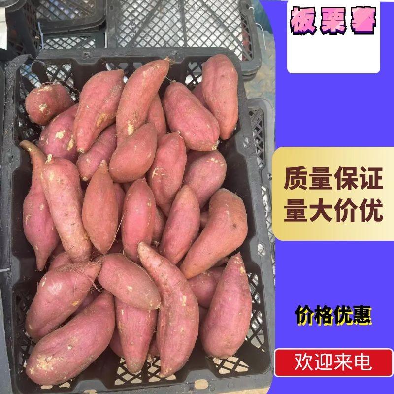 【HOT】精选板栗薯，广东湛江，质量保证，一手货源，价优