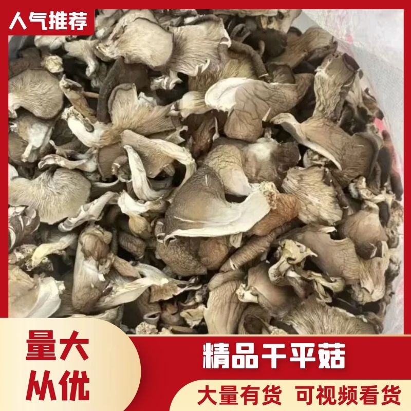 【产地直发】干平菇保证质量量大从优，视频看货