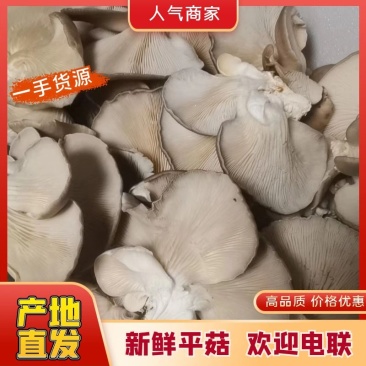 【热销】河北平菇大量上市基地发货保证质量视频看货