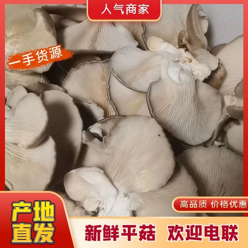 【热销】河北平菇大量上市基地发货保证质量视频看货