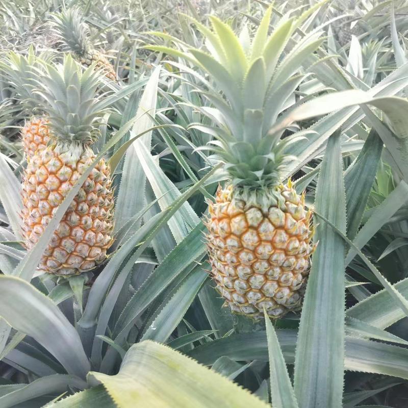 【热卖】云南精品菠萝一手货源产地直发价格美丽欢迎