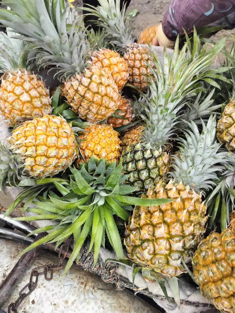 【热卖】云南精品菠萝一手货源产地直发价格美丽欢迎