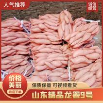 山东产地直发精品龙薯9可持续大量供货价格欢迎咨询