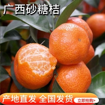 【广西砂糖桔】沙糖桔现摘现发量大从优提供一条龙服务