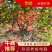 【热卖】优质供货电商，富贵王子海棠，全国代发，量大价格优
