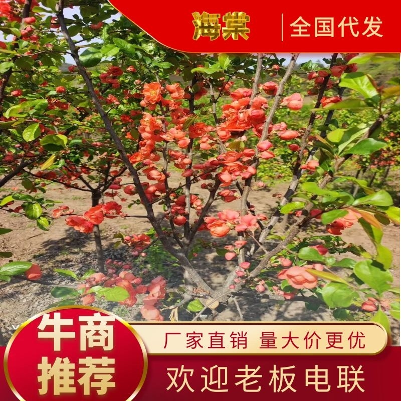【热卖】优质供货电商，富贵王子海棠，全国代发，量大价格优