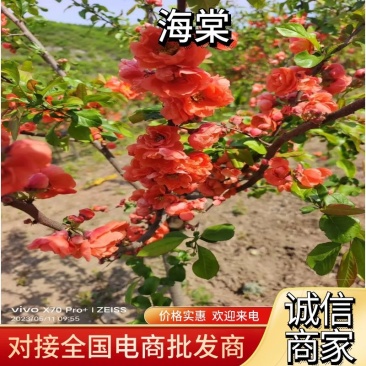 【热卖】优质供货电商，富贵王子海棠，全国代发，量大价格优