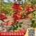 【热卖】优质供货电商，富贵王子海棠，全国代发，量大价格优