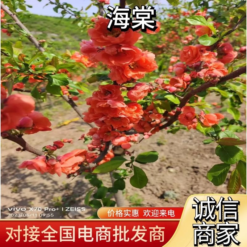 【热卖】优质供货电商，富贵王子海棠，全国代发，量大价格优