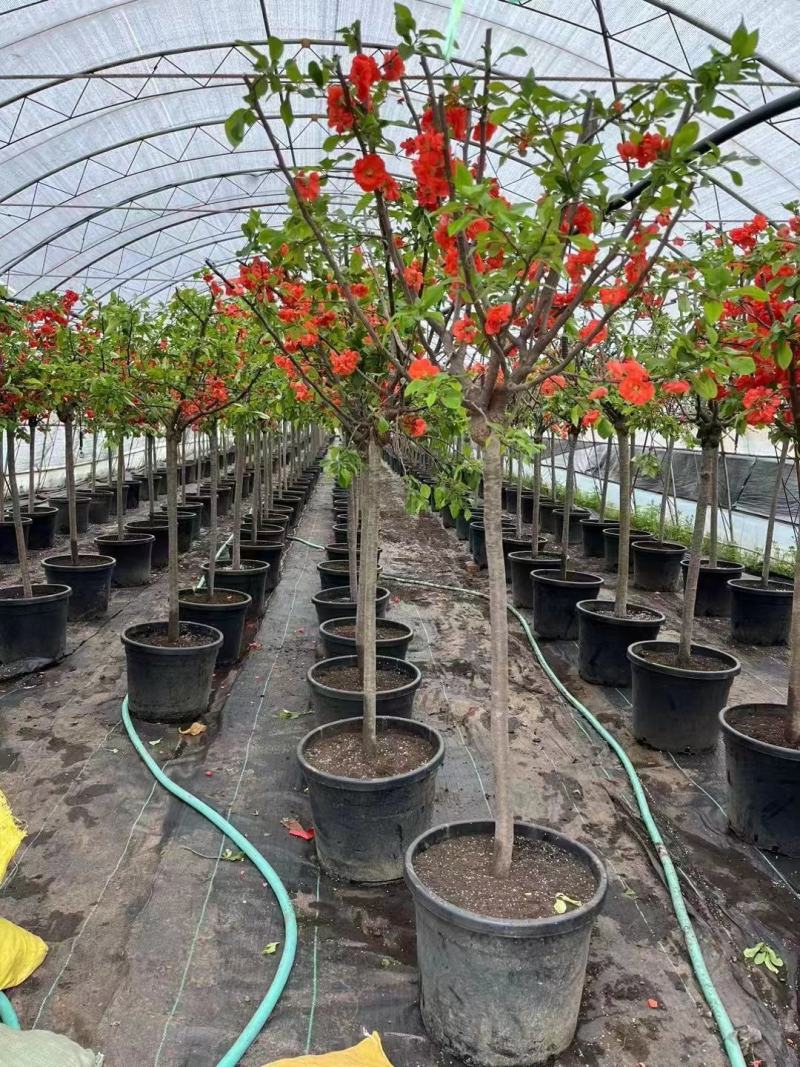 【热卖】优质供货电商，富贵王子海棠，全国代发，量大价格优