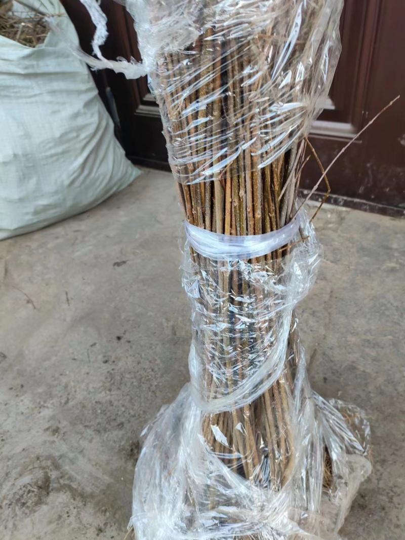 【连翘苗】三门峡精品连翘苗成活率高品质保证一手货源欢迎采购