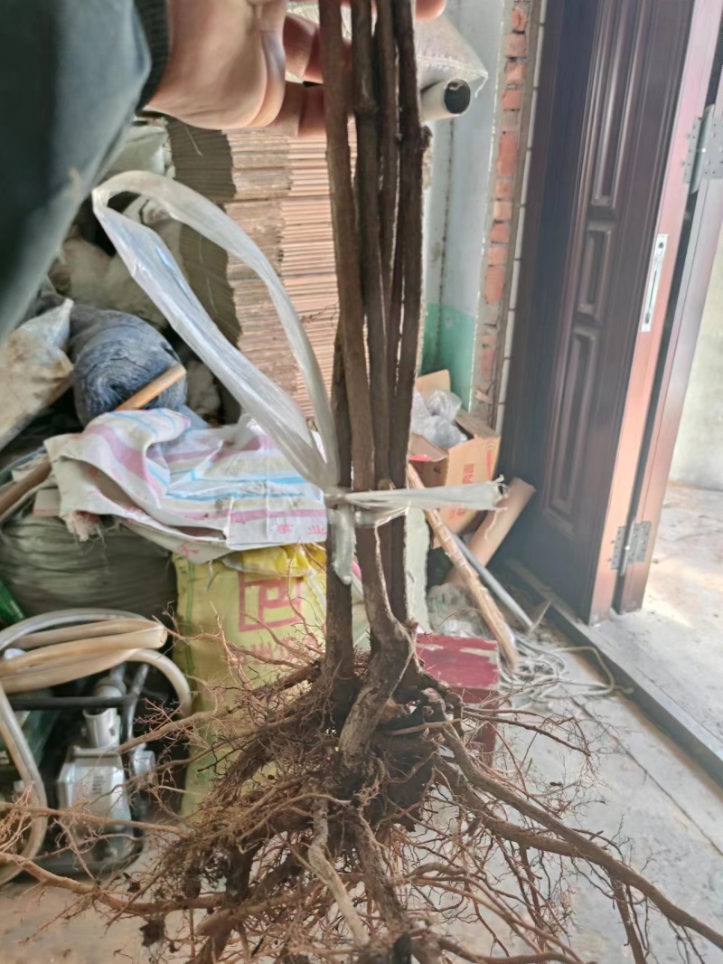 【连翘苗】三门峡精品连翘苗成活率高品质保证一手货源欢迎采购