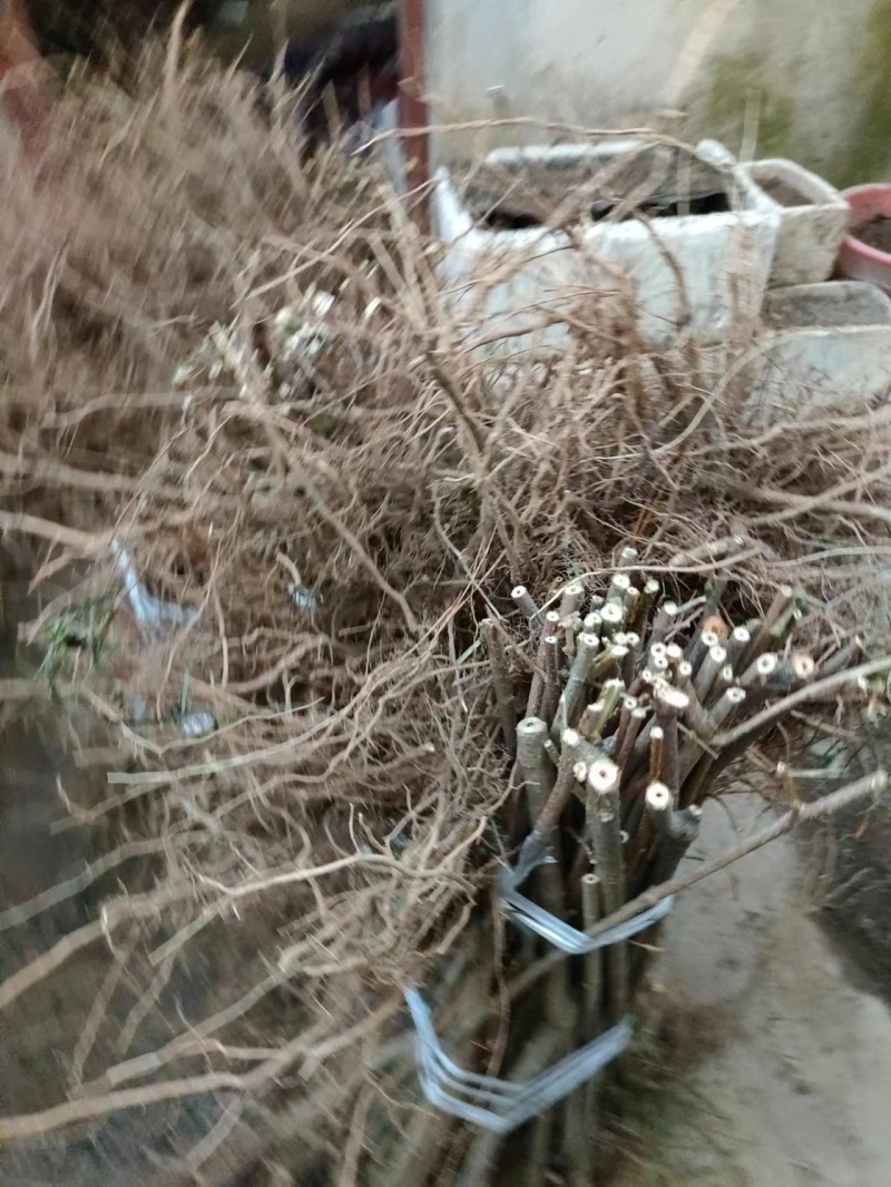 【连翘苗】三门峡精品连翘苗成活率高品质保证一手货源欢迎采购