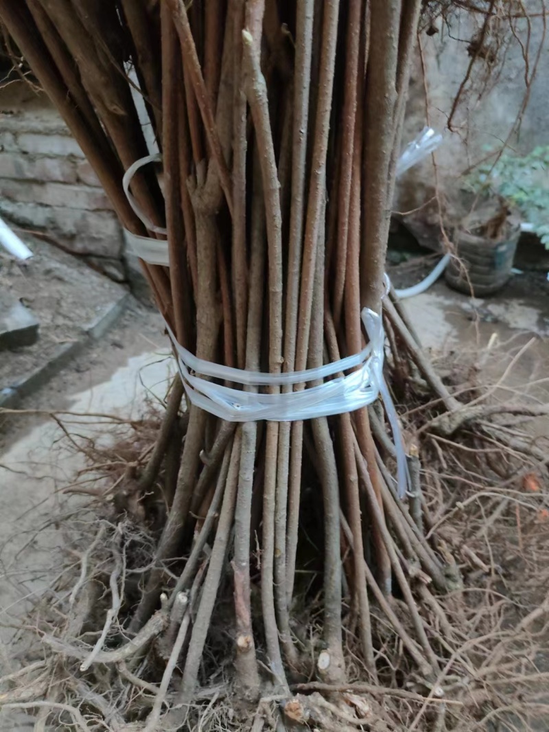 【连翘苗】三门峡精品连翘苗成活率高品质保证一手货源欢迎采购