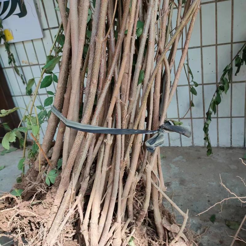 【连翘苗】三门峡精品连翘苗成活率高品质保证一手货源欢迎采购