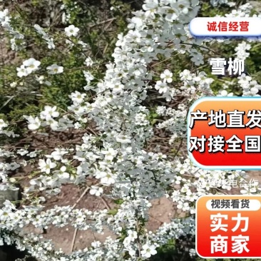 【推荐】干枝雪柳辽宁开原根系发达易成活死苗包赔
