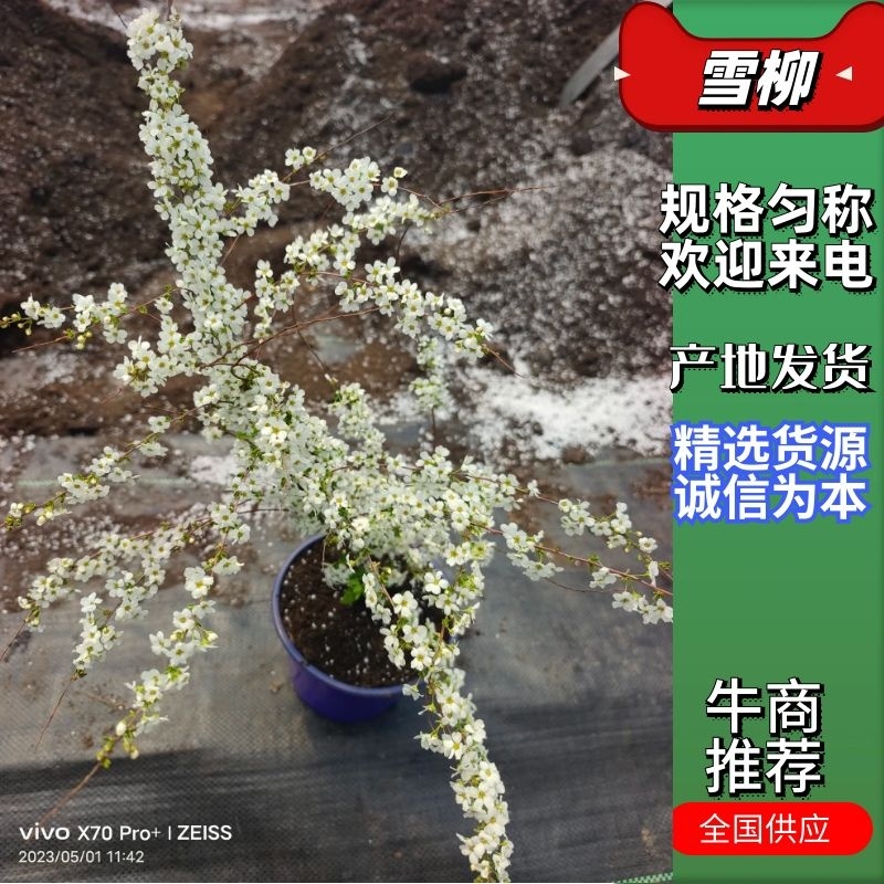 【推荐】干枝雪柳辽宁开原根系发达易成活死苗包赔