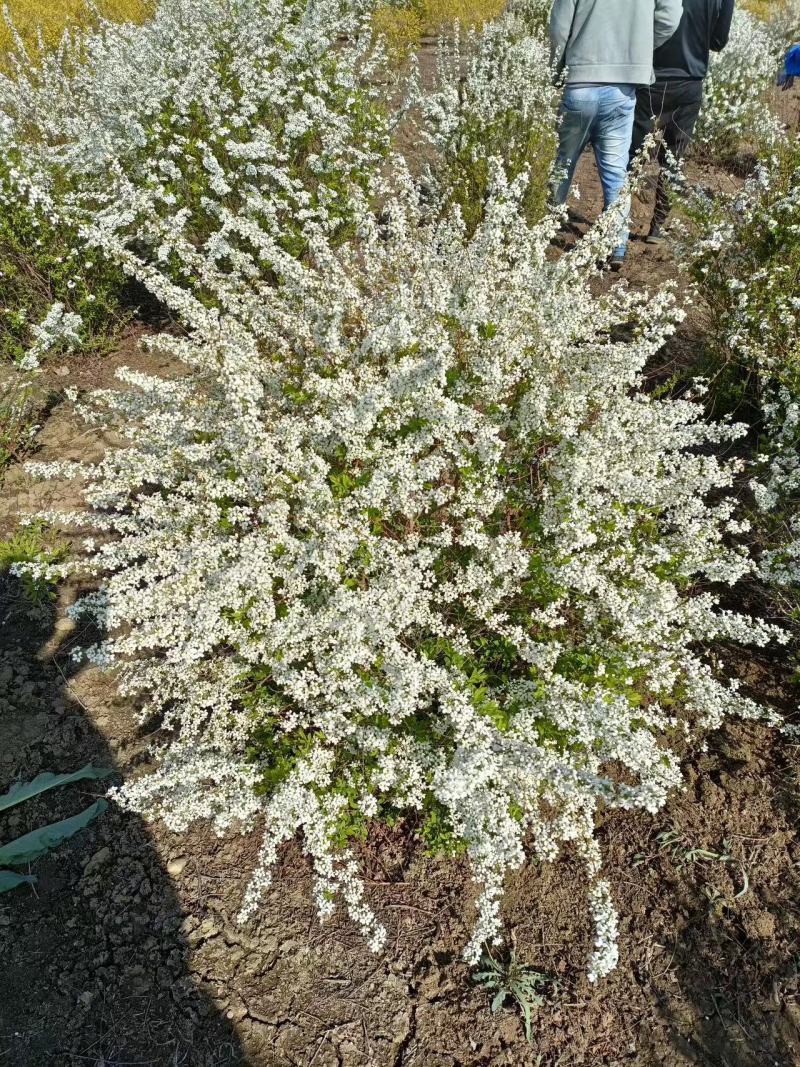 【推荐】干枝雪柳辽宁开原根系发达易成活死苗包赔