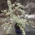 【推荐】干枝雪柳辽宁开原根系发达易成活死苗包赔