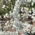 【推荐】干枝雪柳辽宁开原根系发达易成活死苗包赔