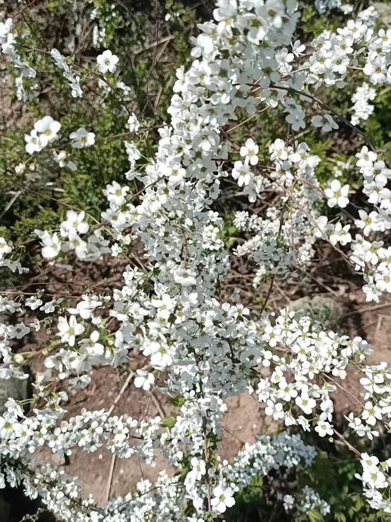 【推荐】干枝雪柳辽宁开原根系发达易成活死苗包赔