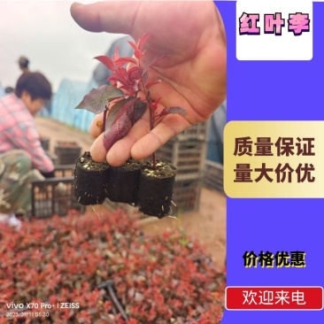 【优选】精品红叶李5-10公分出售苗厂直发全国代发