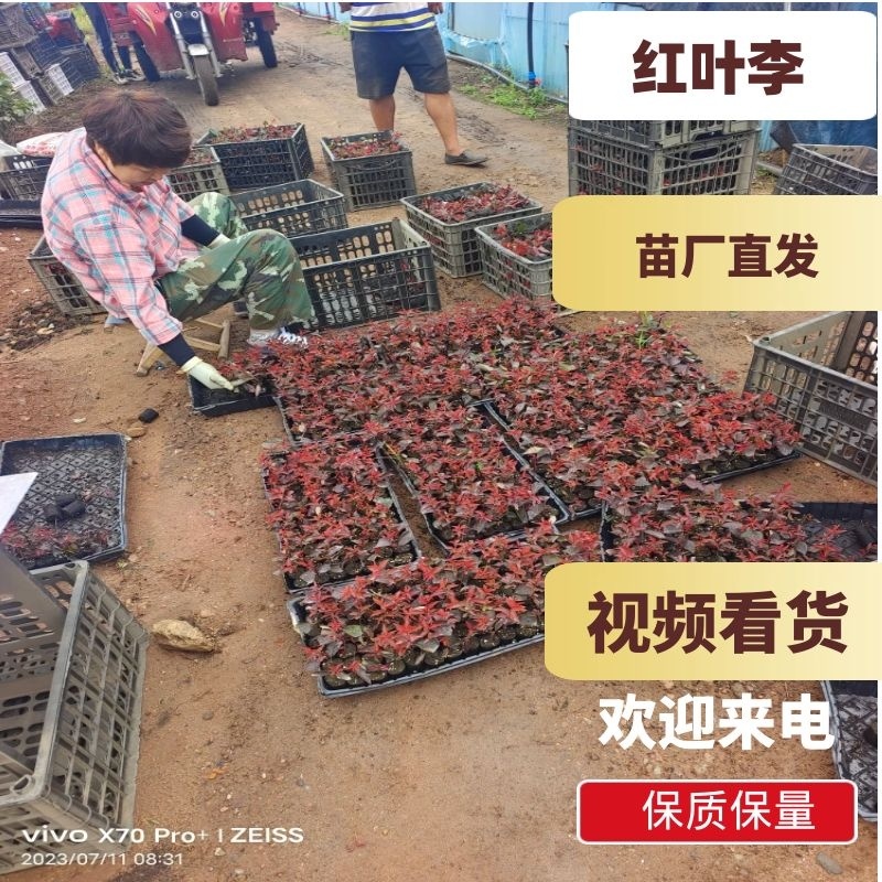 【优选】精品红叶李5-10公分出售苗厂直发全国代发