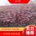 【优选】精品红叶李5-10公分出售苗厂直发全国代发