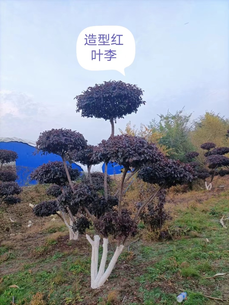 【优选】精品红叶李5-10公分出售苗厂直发全国代发