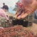 【优选】精品红叶李5-10公分出售苗厂直发全国代发