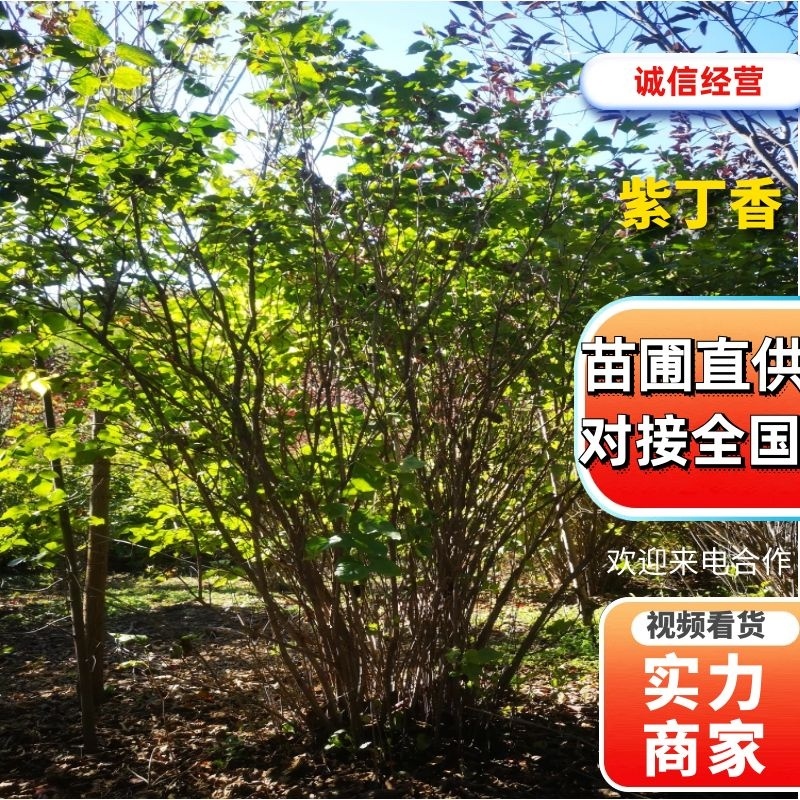 【精品紫丁香】辽宁开原园区一手货源量大质优诚信经营