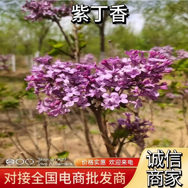 【精品紫丁香】辽宁开原园区一手货源量大质优诚信经营