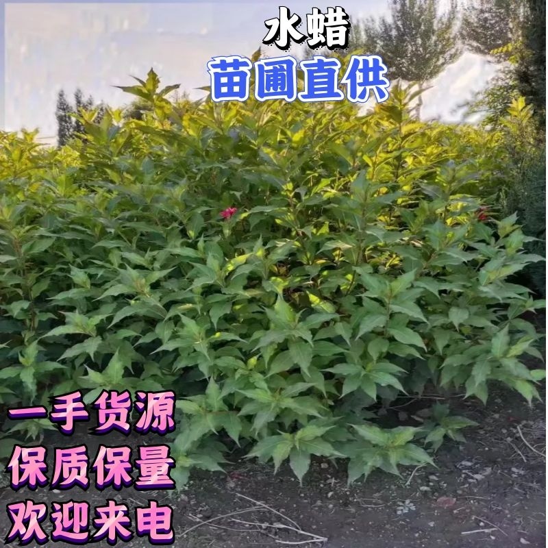 【精品水蜡苗】女贞苗大量上市品质保证苗圃直供价优