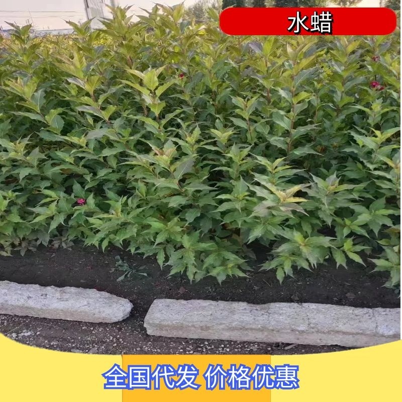 【精品水蜡苗】女贞苗大量上市品质保证苗圃直供价优