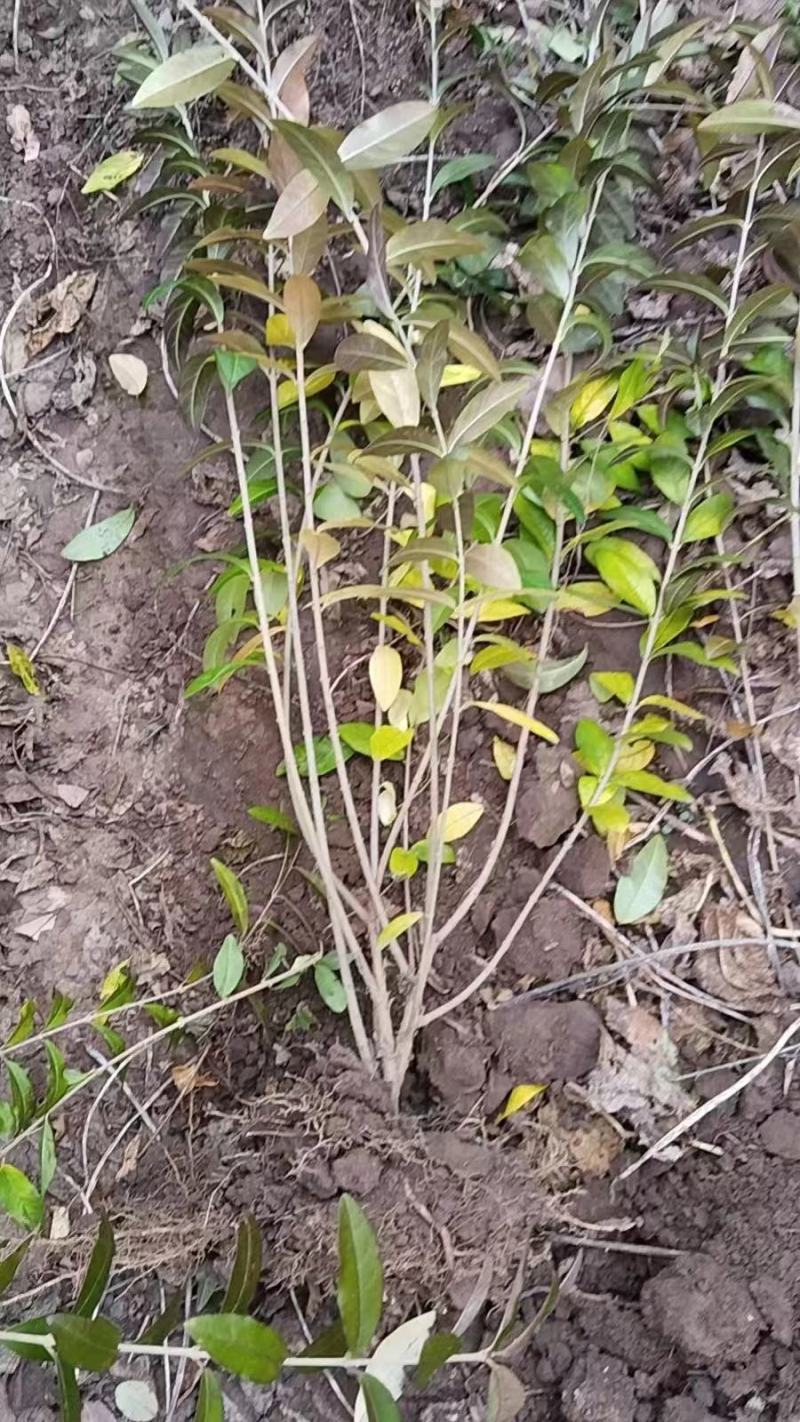 【精品水蜡苗】女贞苗大量上市品质保证苗圃直供价优