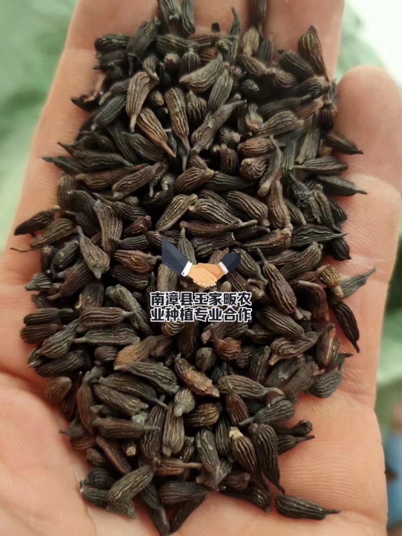 百部种子合作社基地(一手货源)高含量紫花对叶大百部种籽