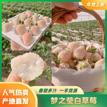 昆明淡雪草莓，梦之莹，自家百亩种植基地品质保证价格真实