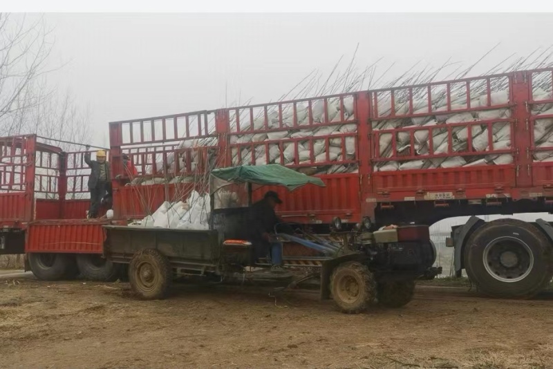 碧根果苗育苗袋山核桃苗质量保证品种纯正提供技术指导