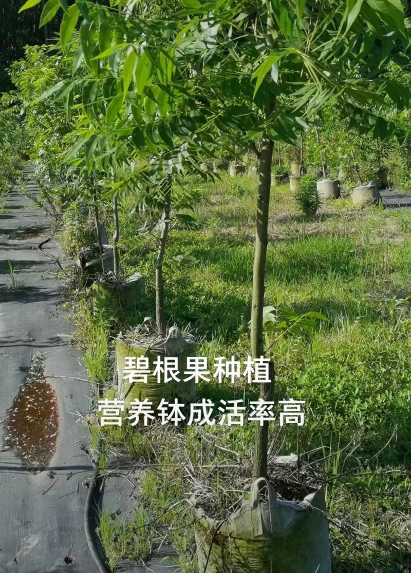碧根果苗育苗袋山核桃苗质量保证品种纯正提供技术指导