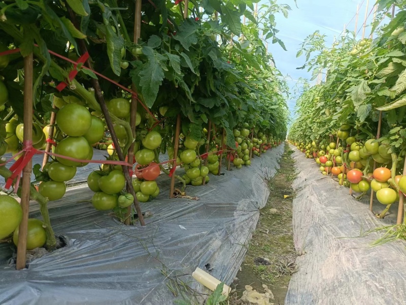 【秒发货】草莓西红柿8成熟精品番茄西红柿来电可定制采摘成熟度