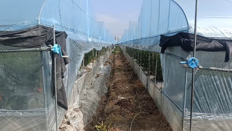 草莓西红柿温州平阳发货市场商超电商实力供货品质好价格低来电
