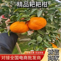 四川成都蒲江县精品耙耙柑，春见柑桔量大优惠，货源充足
