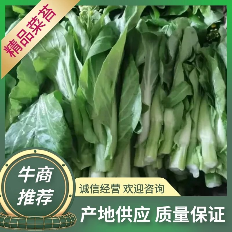 【精品白菜苔】大量供应，货源充足，价格便宜，欢迎订购