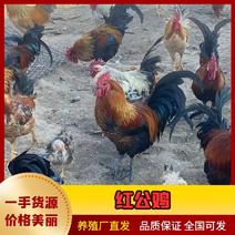 河南精品红公鸡大量上市诚信经营一手货源欢迎来电采购