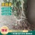 【连翘苗】三门峡精品连翘苗成活率高品质保证一手货源欢迎采购